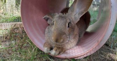 Giant Northumberland rabbits rescued by the RSPCA after being bred for meat seek forever homes