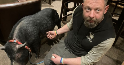 Pig called 'Scratch' becomes regular at his local pub
