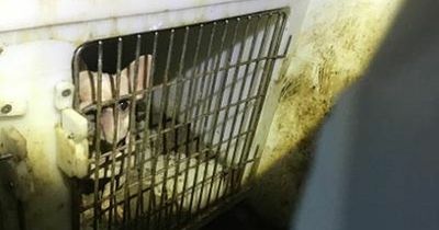 House of horrors where woman kept 90 dogs as prisoners with no food or water