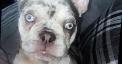 French Bulldog puppy returned to owner as investigation into street robbery in Wallsend continues