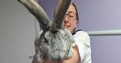 Giant rabbits that were bred for meat and weighed same as a dog rescued by RSPCA