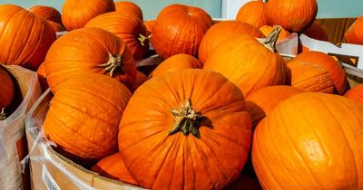 Halloween pumpkins smaller this year 'because of record-breaking summer heatwave'