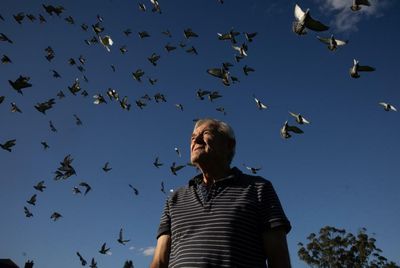 ‘Like a thoroughbred race horse’: inside the high-speed, high-stakes world of pigeon racing