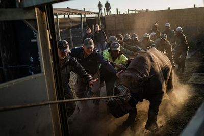 The perilous 1,000-mile journey to save Africa’s endangered black rhinos
