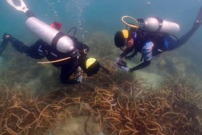 Yellow-band disease outbreak detected in Sattahip coral reef