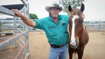 Central Queensland couple establishes brumby rescue clinic to challenge perceptions, inspire others