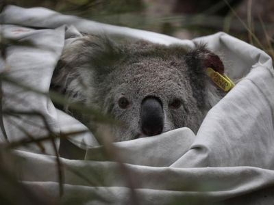 NSW koalas could vanish by 2050: advocates