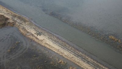 “Birds are congregated where there is food with water on its feet,” INHS’s aerial waterfowl survey