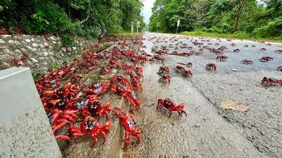 Christmas Island's red crabs scuttle from rainforest to coast in their millions as annual migration begins