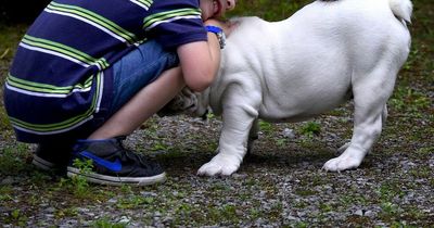 'Am I wrong asking my husband to get rid of our son's dog?'