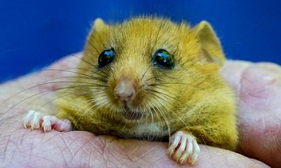 Britain’s grasslands and dormice under threat from mild autumn