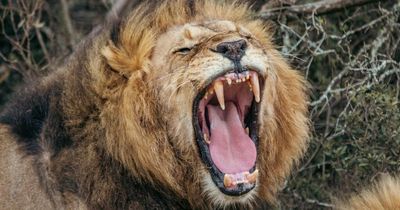 Horror as lion snatches boy, 3, from family - search team finds tot’s head and legs