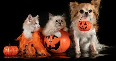 Halloween 2022: How to keep your pets safe and happy over the bank holiday weekend