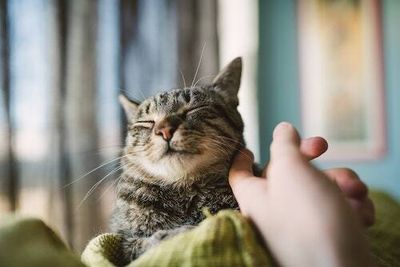 How should you talk to your cat? A new study reveals a genius hack
