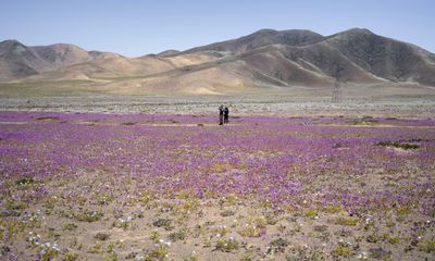 How a desert bloomed in the driest place on Earth