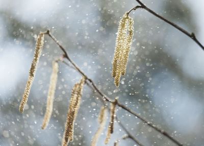 Devil's in the detail for allergy sufferers