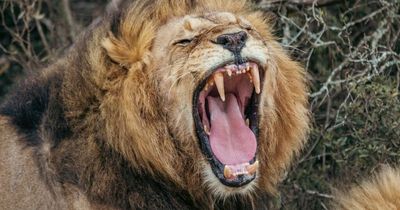 Three-year-old boy snatched from family farm in horror attack by ravenous lion