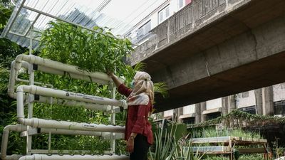 New Invention To Boost Crops On Urban Rooftops