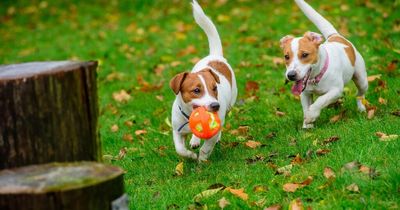 Inside Wales' first dog adventure park and party venue with its own trampoline and swimming pond