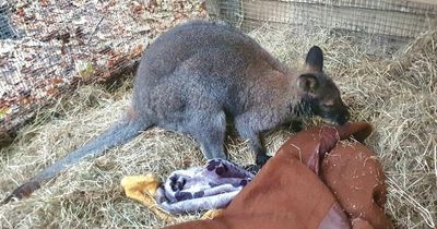 Chopwell wallaby on the loose brought to safety after 12-hour rescue mission