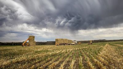 Rain and hail damages record grain crops in West Australian wheatbelt