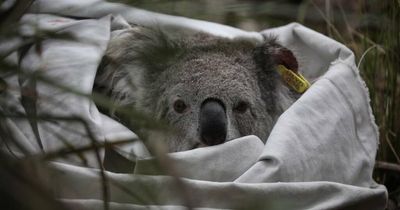 NSW election looms as last chance for our koalas