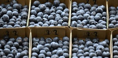 Scottish blueberry farmer donates 'unviable' crop to charity