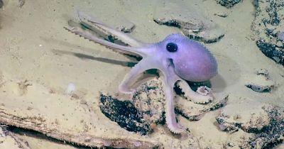 Scientists astonished by rare octopus and 'zombie' sea sponge in stunning footage