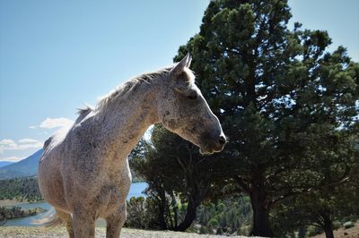 Preventing wildfire with the Wild Horse Fire Brigade