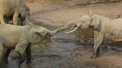 Endangered elephants ‘eavesdrop’ on poachers in Republic of the Congo