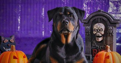Warning to all dog owners as 'unexpected' Halloween door knocks can be 'unsettling' for pets