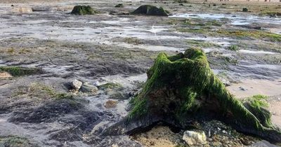 Incredible prehistoric forest re-emerges on Welsh beach