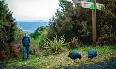 A birdwatching trip back in time: ‘What pre-mammal New Zealand would’ve been like’