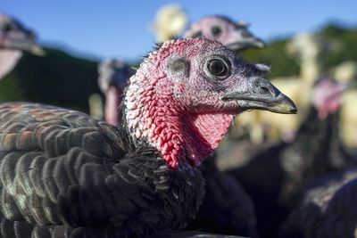 Britons face Christmas turkey shortage amid ‘worst-ever’ bird flu outbreak