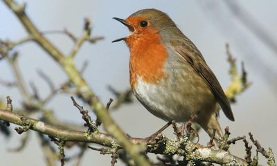 Birdsong is music to my ears again