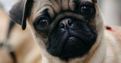 Tips and tricks to prevent dognapping and the most commonly stolen breeds