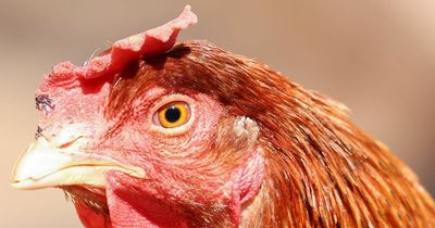 Avian flu detected at Aberdeenshire farm, Scottish Government confirms