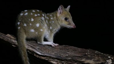 Endangered eastern quoll in decline after decades of monitoring in Tasmania