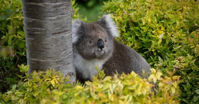 Reversing species decline means putting needs of koalas ahead of humans