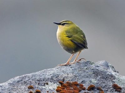 Rockwren wins New Zealand Bird of the Year