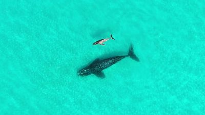 Young humpback whale photographed with southern right near Esperance