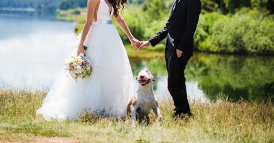 Groom threatens to axe wedding over bride's plan to marry off dogs