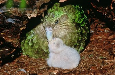 Ardern in a flap as wren rocks N. Zealand's bird beauty contest