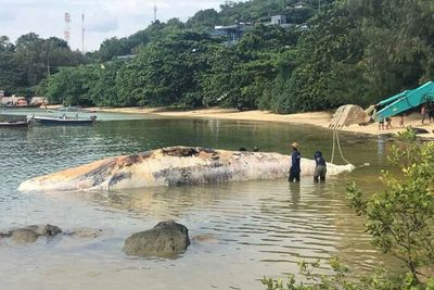 Dead whale found in Phuket bay