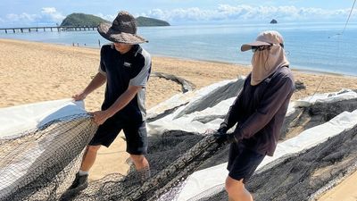Early start to deadly stinger season as nets begin to roll out across north Queensland