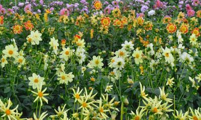 Country diary: A spectacular wall of dahlias – but the insects are more choosy than me