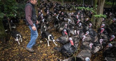 Farmer warns of turkey shortage after culling 10,000 birds in bird flu outbreak