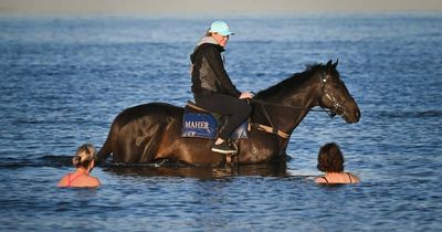 Hunter owners say wetter the better for Melbourne Cup hope Gold Trip