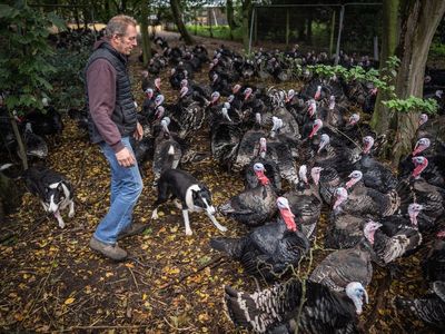 ‘Devastating’: Bird flu forces farmer to cull 10,000 Christmas turkeys