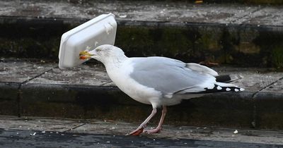 Elderly woman who suffered stroke after seagull stole her chips is saved by medical team
